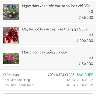 Combo 2. Ngọc thảo xoắn kép, 1 lựu đỏ , 1 tigon chỉ 330k