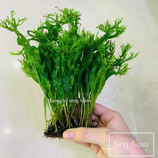 Cây thủy sinh Dương xỉ sừng huou (Chỉ ship miền Bắc và đầu miền Trung)