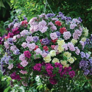 hạt giống hoa dạ yến thảo