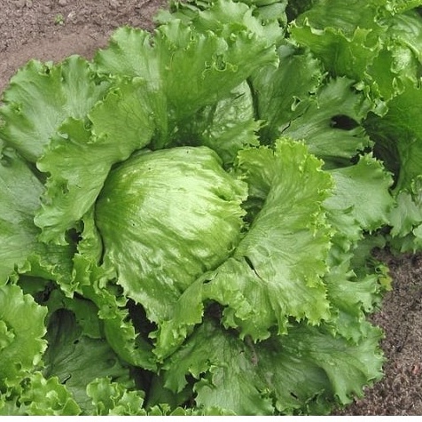 Hạt giống xà lách cuộn Iceberg xanh - Tỷ lệ nảy mầm 90%