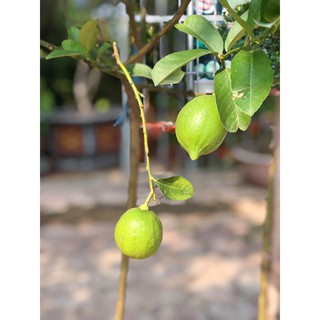 CHANH VÀNG MỸ - CÂY NHẬP KHẨU