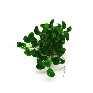 Ráy Nana Petite - Lá nước - Gen Thuỷ Mộc