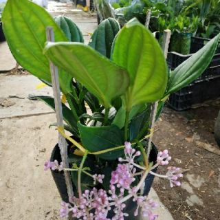 Cây hòn ngọc viễn Đông