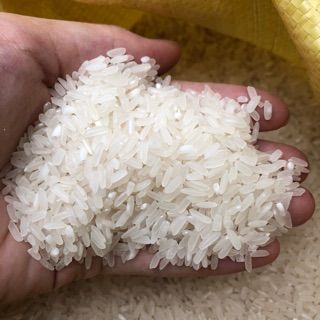 GẠO BC Thái Bình 10kg
