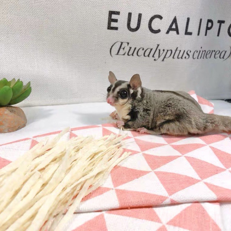 Cá sợi cho Hamster/ Sóc bay