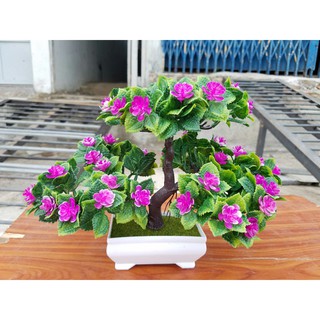 Chậu cây bonsai trang trí tết