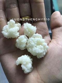 Nấm sữa kefir