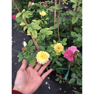 Hồng bụi Molineux