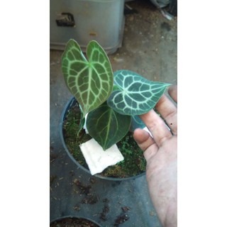 Kèn Clarinervium Anthorium