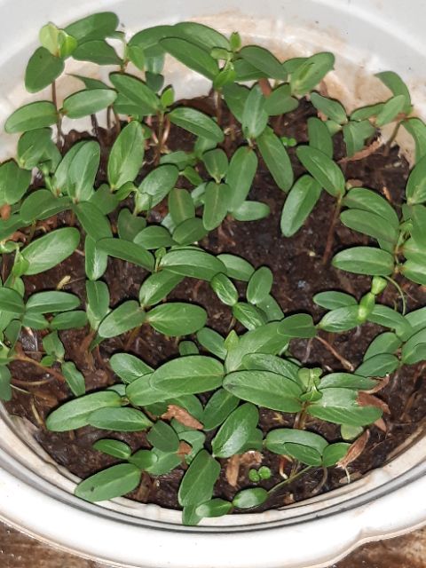 Hạt giống lá giang sỉ - lẻ.
