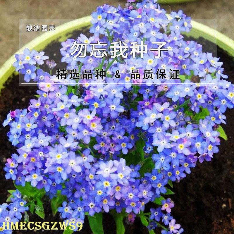 Hạt giống hoa lưu ly xanh  dễ trồng trồng 100h