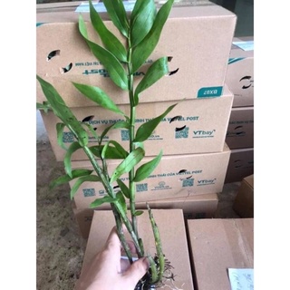 Hoa Lan Đại Mỹ Nhân Sỉ 5k( set 5 khóm )