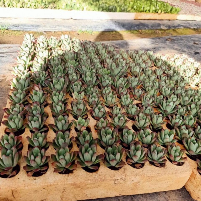 Sen đá mặt trời ( sen vĩ)