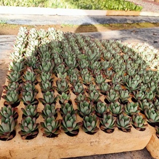 Sen đá mặt trời