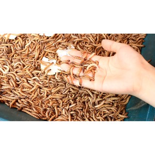 Sâu Gạo - Thức Ăn Cho Hamster, Nhím, Sóc và Thú Nhỏ