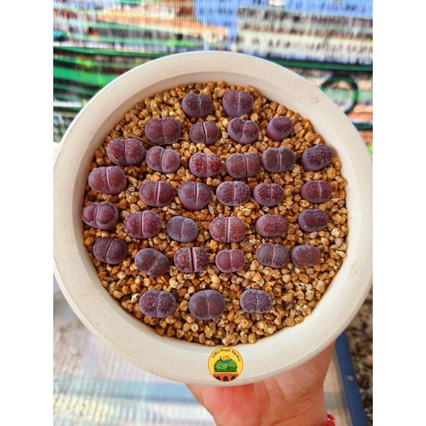 [VIP] 1 sen mông, lithop, thạch lan dòng Salicola Sato, size 0.8 - 1.2cm