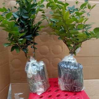 Combo 2 cây nho thân gỗ 12vu.. Tặng kèm túi phân