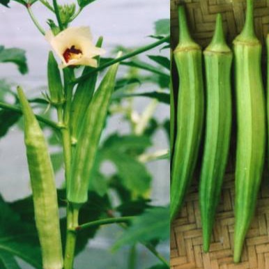 Hạt giống đậu bắp xanh - 1 gói 10gr - DC