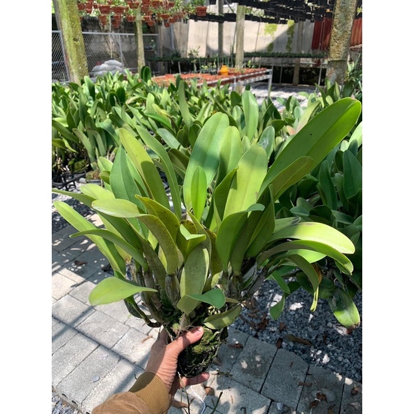 CATTLEYA HOA ĐẠI HÀNG KHỦNG LONG, CÓ CHẬU ĐANG MÈO