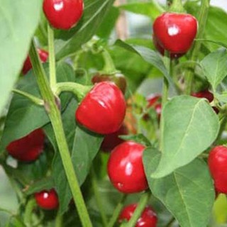 Hạt giống ớt trái tim gói 30 hạt