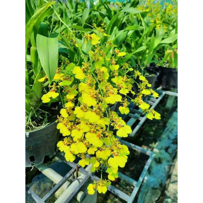 chậu lan vũ nữ vàng cho hoa quanh năm