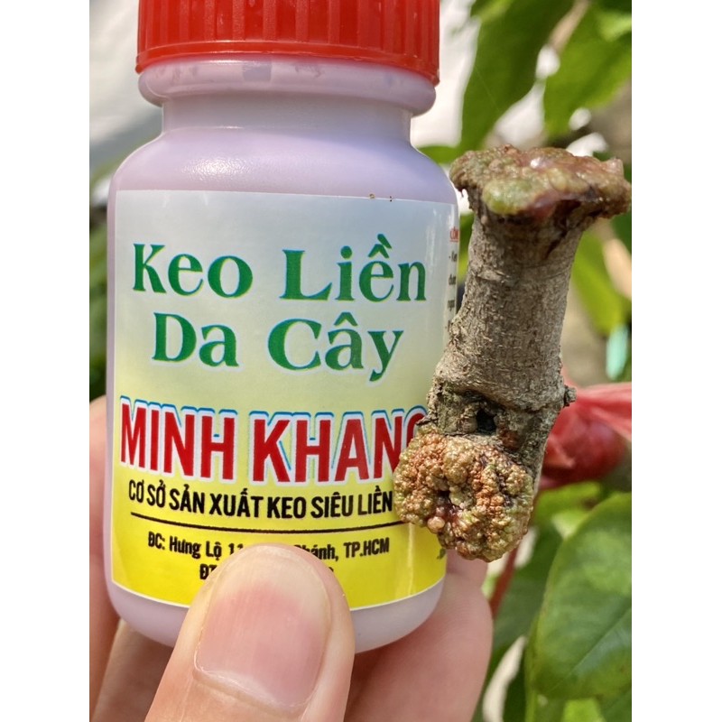 keo siêu Liền Da Minh khang Combo Ưu Đãi Mua 2 Lọ Chỉ Còn 170