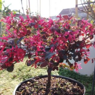 Cây 🌲 Hồng Phụng lá đỏ...hoa hồng đậm