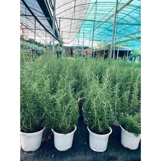 Cây hương thảo- roémary