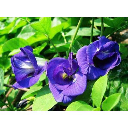 Hạt cây hoa đậu biếc