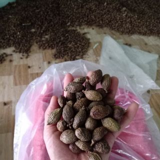 2kg hạt ươi bay chuẩn 100%