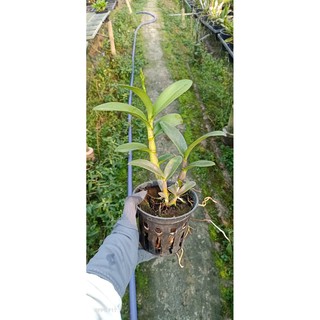 Chậu cây lan Dendro Quán Long - Trang Orchids