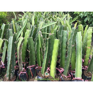 CÂY GIỐNG THĂNG LONG RUỘT ĐỎ SIÊU SỚM. [ GIỐNG CHUẨN, CHO QUẢ NHIỀU ].