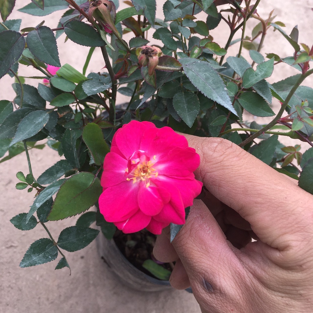 Cây HOA HỒNG QUẾ Bụi Ra Hoa Quanh Năm,Bụi Xum Hoa Có Mùi Thơm Nhẹ