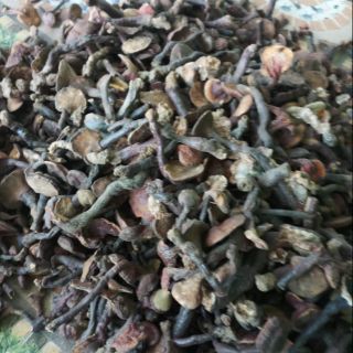 Nấm lim xanh bao tử rừng Kon Tum