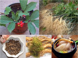 Hạt giống Sâm Hàn Quốc