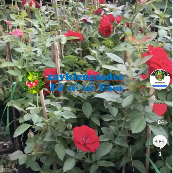 Caykiengsadec Cây hoa Hồng  siêu nụ-tặng phân bón-hoa kiểng lá-trang trí nội thất cảnh quan sân vườn ngoài trời