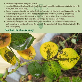 Phân Bón Lá Siêu Lân Đỏ Hà Lan