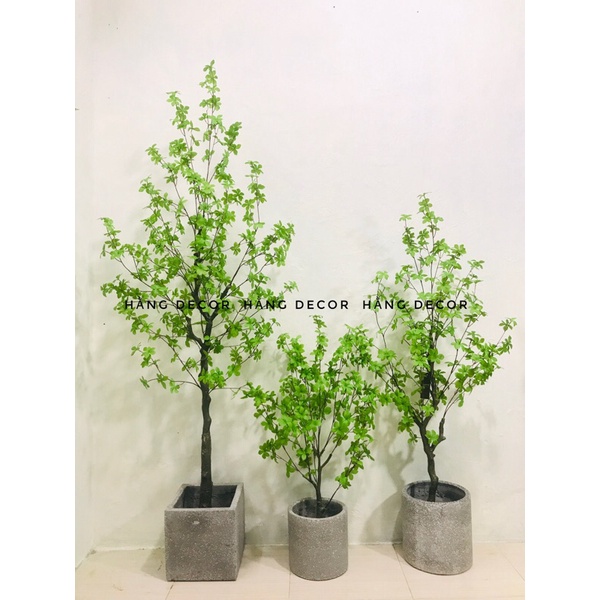 Chậu xi măng vuông, trụ hằng decor