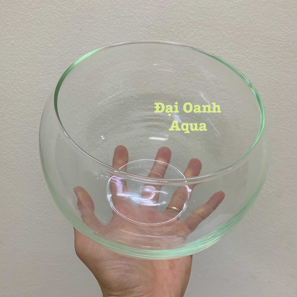Bể Cá Thủy Tinh Tròn  Bể Cá Để Bàn, Kích Thước Rộng Bụng 19cm x Cao 16cm