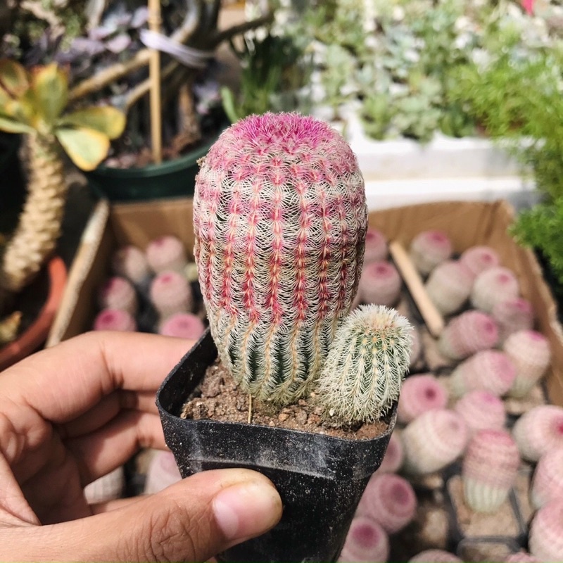 Xương Rồng Echino Cầu Vồng Hạt Size 5-7cm cao 8-10cm