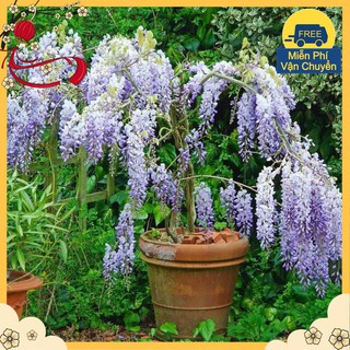 Hạt Giống Hoa Tử Đằng