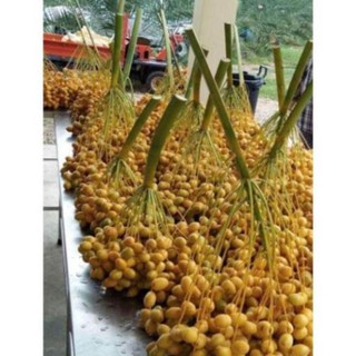 Cây Giống Chà Là Thái