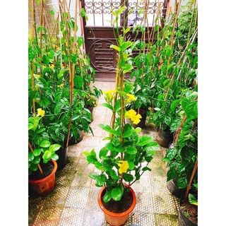 [Video] Cây hoa leo huỳnh anh cao từ 80cm-1m đã trưởng thành có hoa