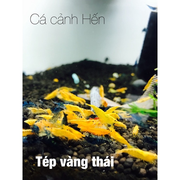 Tép vàng thái siêu đẹp