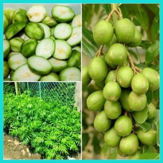Cây giống cóc thái lùn 6 tháng ra quả