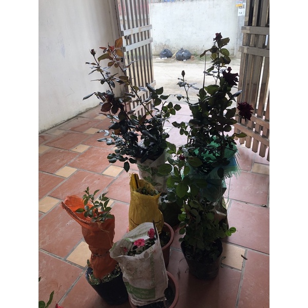 Cây hoa hồng Sếu Đầu Đỏ trưởng thành cao 60 cm  - Đã có hoa và nụ