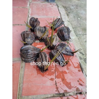 Cây dừa nước, 10 trái mọc mầm, trồng thủy sinh, hồ cá cảnh, rất hợp phong thủy