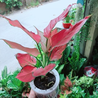 Vạn Lộc Hồng Trồng Thuỷ Sinh