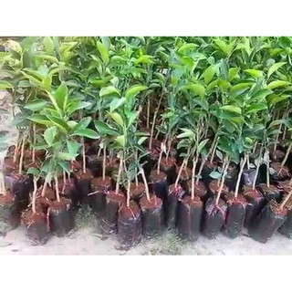 cây giống cam canh