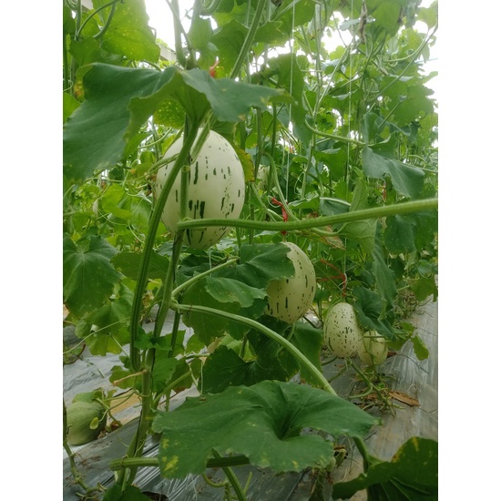 HẠT GIỐNG DƯA LÊ MỸ SNOW SILVER STAR